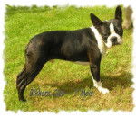 Boston Terrier - Bikkers Club Du Chevalier De St Maxime - Boston Terrier Mâle