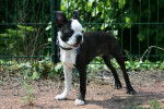 Terrier de Boston - Boston Terrier