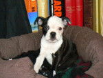 Terrier de Boston - Boston Terrier