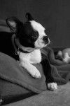 Terrier de Boston - Boston Terrier