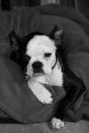 Terrier de Boston - Boston Terrier