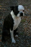 Terrier de Boston - Boston Terrier