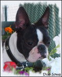 Boston Terrier "DIX SOUS" - Boston Terrier