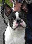 Boston Terrier "DIX SOUS" - Boston Terrier