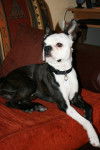 Terrier de Boston - Boston Terrier