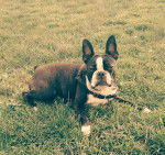 Rio - Boston Terrier (11 mois)
