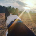 Piper - Boston Terrier (9 ans)