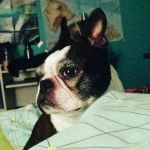 Pipet - Boston Terrier (8 ans)