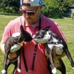 Wilson and Rio - Boston Terrier (1 an)