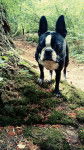 Rio - Boston Terrier (1 an)