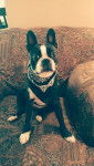 Rio - Boston Terrier (1 an)