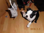 Buddy - Boston Terrier