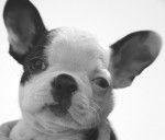 Voltaire - Boston Terrier