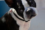 Photo Boston Terrier