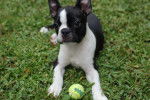 Photo Boston Terrier