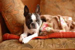 Photo Boston Terrier
