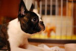 Photo Boston Terrier