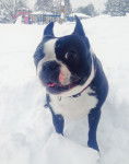 Miss Rio - Boston Terrier (4 ans)