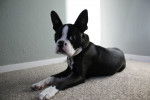 Banjo - Boston Terrier
