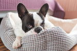 Photo Boston Terrier