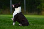 Photo Boston Terrier