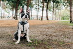 Photo Boston Terrier