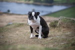 Photo Boston Terrier