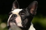 Photo Boston Terrier
