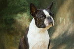 Photo Boston Terrier