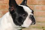 Photo Boston Terrier