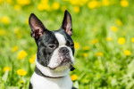 Photo Boston Terrier