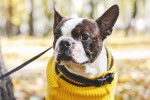 Photo Boston Terrier