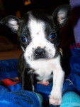Alex - Boston Terrier Mâle (1 mois)