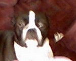 sable - Boston Terrier (4 mois)