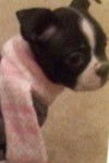 Gracie - Boston Terrier (4 mois)