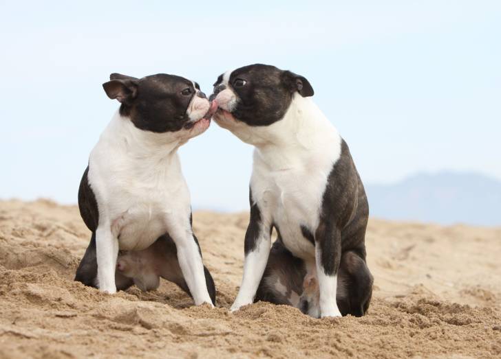 Deux Boston Terriers s'embrassent sur la plage