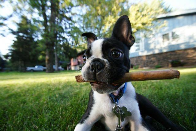 House Dog - Boston Terrier