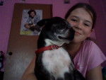 Scooby&Me - Boston Terrier Mâle (7 ans)