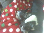 Trouble And Tinker - Boston Terrier Femelle (14 ans)