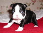 Terrier de Boston - Boston Terrier