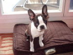 Boston Terrier BIKINI - Boston Terrier