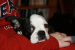 Terrier de Boston - Boston Terrier