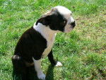 Terrier de Boston - Boston Terrier