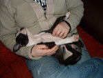 Terrier de Boston - Boston Terrier