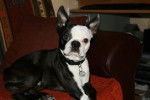 Terrier de Boston - Boston Terrier