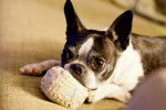 Photo Boston Terrier