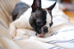 Photo Boston Terrier