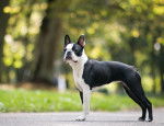 Photo Boston Terrier