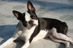 Un Boston Terrier noir et blanc allongé sur le sol