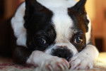 Photo Boston Terrier
